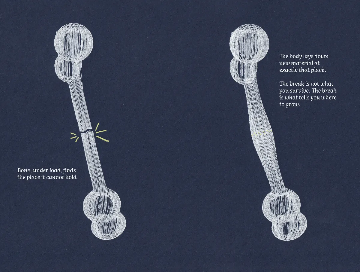 Plot spread: a bone breaks under load, then heals thicker at the break.